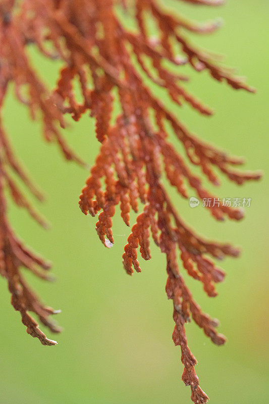 Macro Of A干常绿树枝